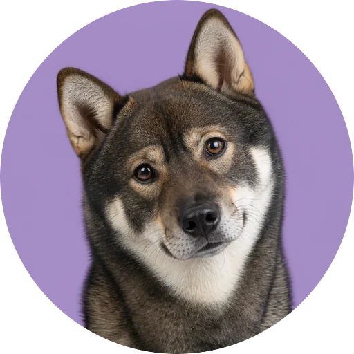 Retrato de cachorro da raça Hokkaido com leve inclinação da cabeça em fundo lilás