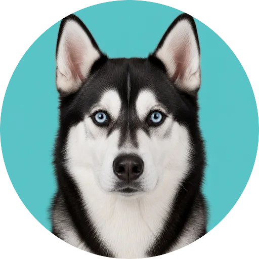 Retrato frontal de cachorro da raça Husky Siberiano em fundo turquesa