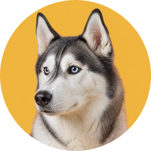 Retrato em ângulo três quartos de cachorro da raça Husky Siberiano em fundo mostarda