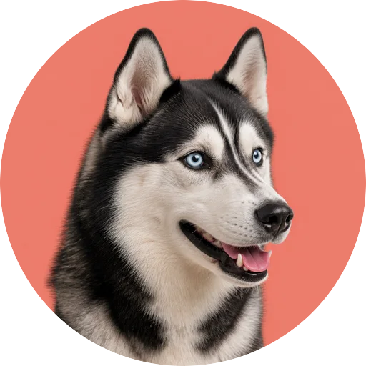 Retrato em ângulo três quartos de cachorro da raça Husky Siberiano em fundo coral