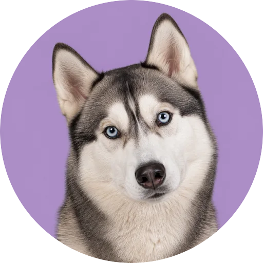 Retrato de cachorro da raça Husky Siberiano com leve inclinação da cabeça em fundo lilás