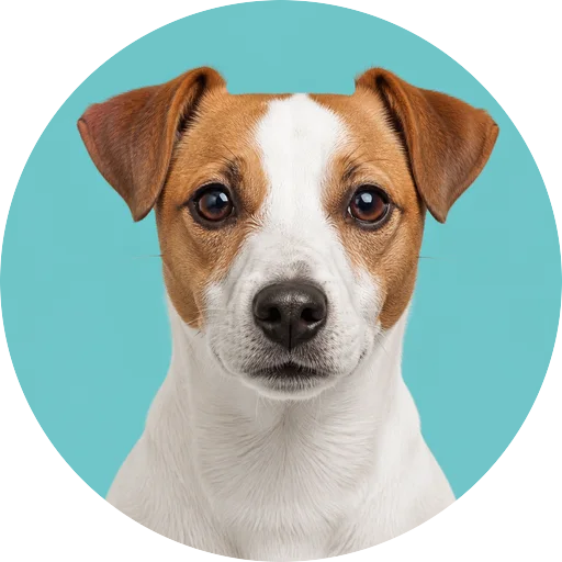 Retrato frontal de cachorro da raça Jack Russell Terrier em fundo turquesa