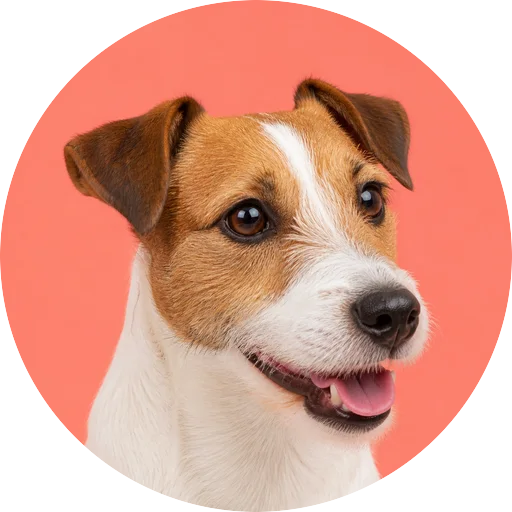 Retrato em ângulo três quartos de cachorro da raça Jack Russell Terrier em fundo coral