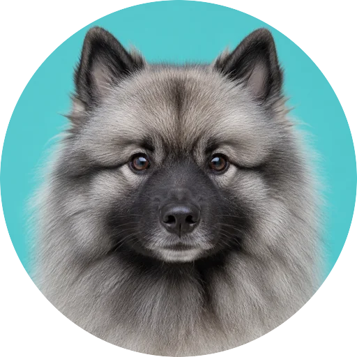 Retrato frontal de cachorro da raça Keeshond em fundo turquesa