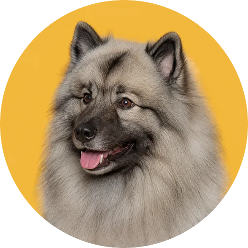 Retrato em ângulo três quartos de cachorro da raça Keeshond em fundo mostarda