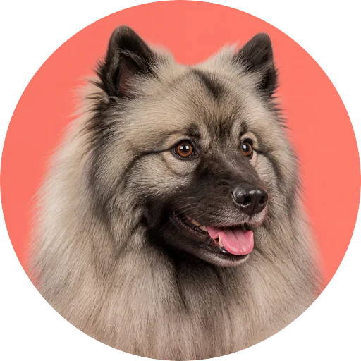 Retrato em ângulo três quartos de cachorro da raça Keeshond em fundo coral