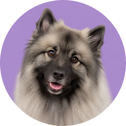 Retrato de cachorro da raça Keeshond com leve inclinação da cabeça em fundo lilás