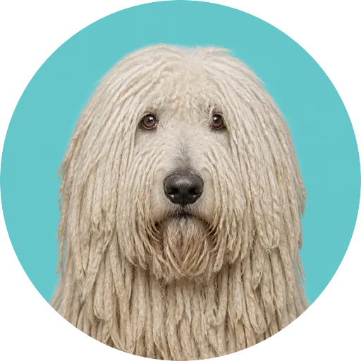 Retrato frontal de cachorro da raça Komondor em fundo turquesa