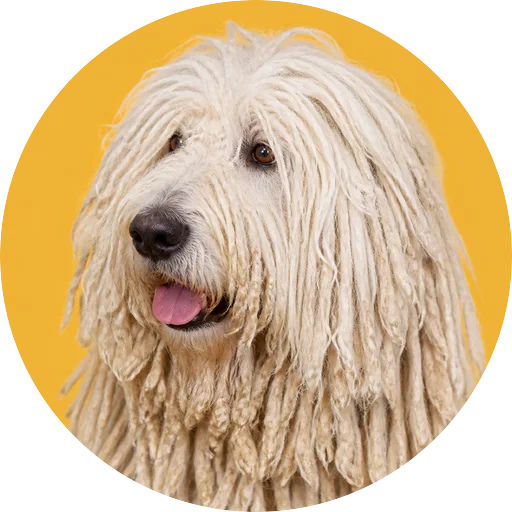 Retrato em ângulo três quartos de cachorro da raça Komondor em fundo mostarda
