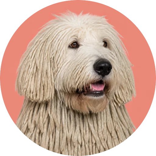 Retrato em ângulo três quartos de cachorro da raça Komondor em fundo coral