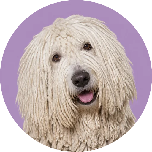 Retrato de cachorro da raça Komondor com leve inclinação da cabeça em fundo lilás