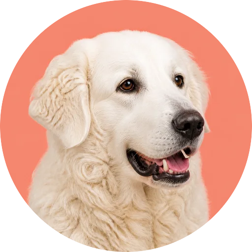 Retrato em ângulo três quartos de cachorro da raça Kuvasz em fundo coral