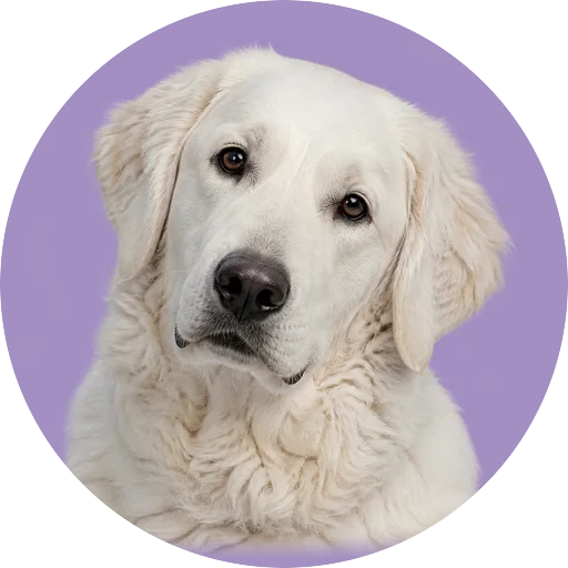Retrato de cachorro da raça Kuvasz com leve inclinação da cabeça em fundo lilás