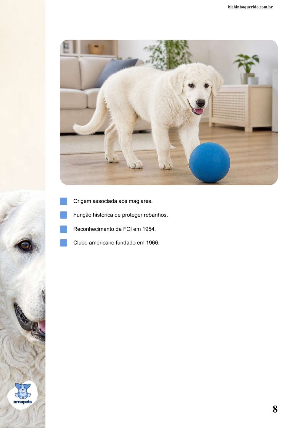 características do Kuvasz no e-book Guia de Como Cuidar do Kuvasz