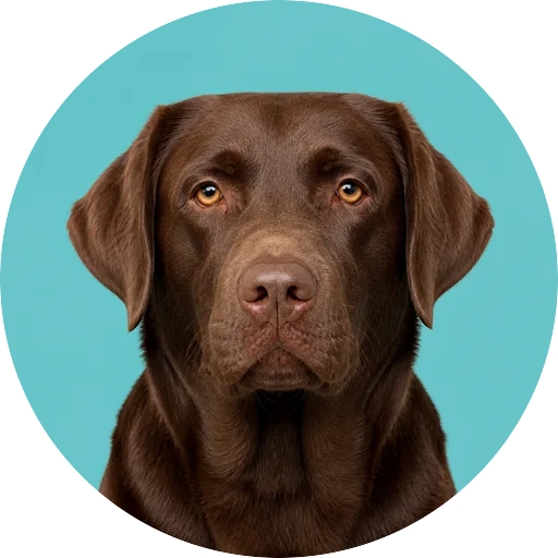 Retrato frontal de cachorro da raça Labrador Retriever em fundo turquesa