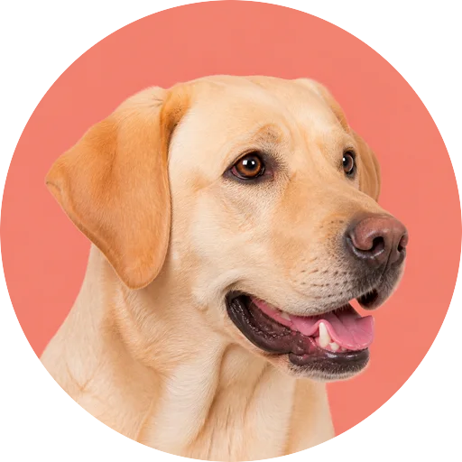 Retrato em ângulo três quartos de cachorro da raça Labrador Retriever em fundo coral