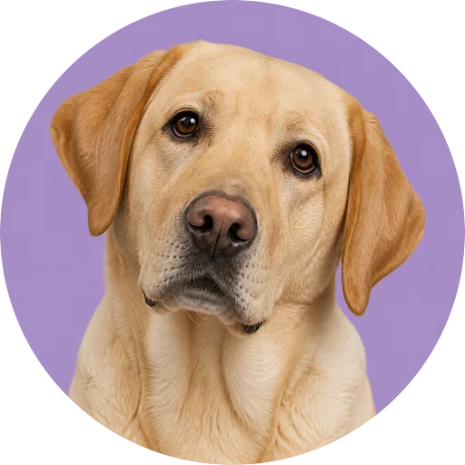 Retrato de cachorro da raça Labrador Retriever com leve inclinação da cabeça em fundo lilás