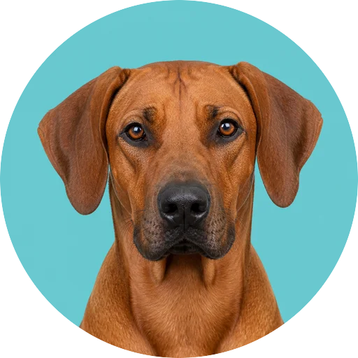 Retrato frontal de cachorro da raça Leão da Rodésia em fundo turquesa