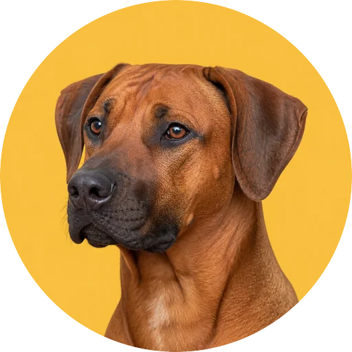Retrato em ângulo três quartos de cachorro da raça Leão da Rodésia em fundo mostarda