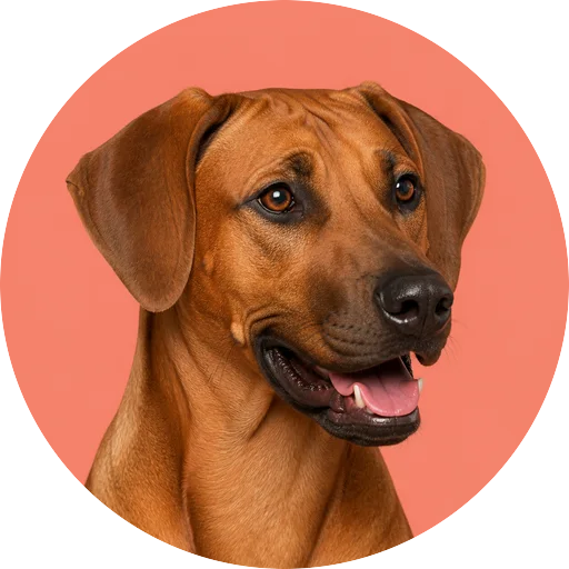 Retrato em ângulo três quartos de cachorro da raça Leão da Rodésia em fundo coral