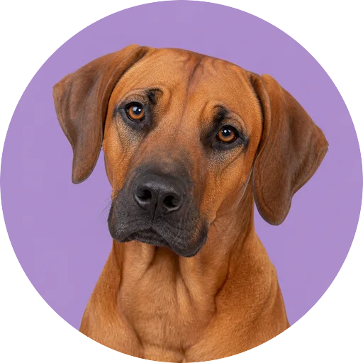 Retrato de cachorro da raça Leão da Rodésia com leve inclinação da cabeça em fundo lilás
