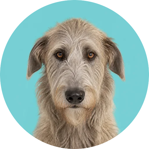 Retrato frontal de cachorro da raça Lébrel Irlandês em fundo turquesa