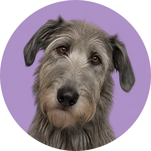 Retrato de cachorro da raça Lébrel Irlandês com leve inclinação da cabeça em fundo lilás
