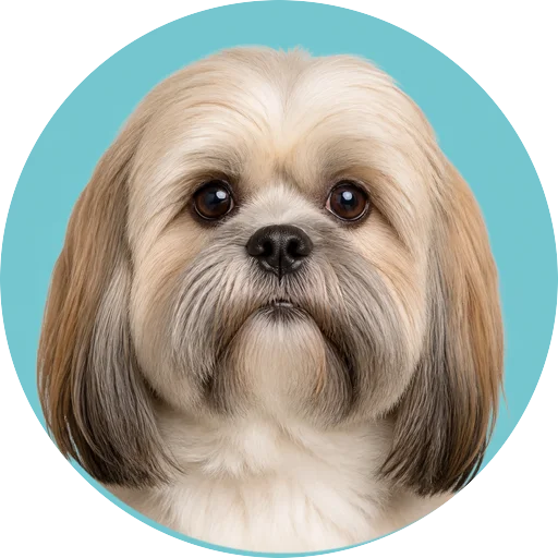 Retrato frontal de cachorro da raça Lhasa Apso em fundo turquesa
