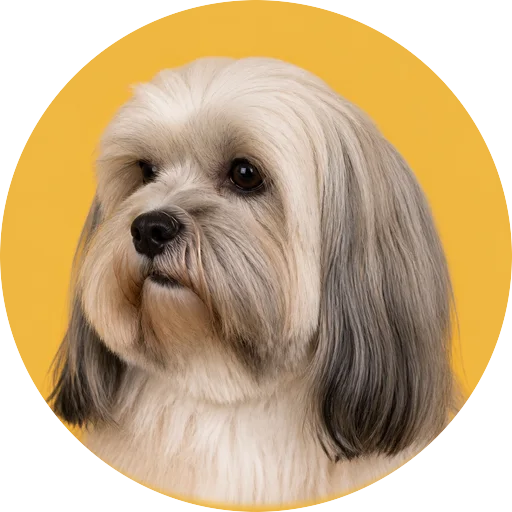 Retrato em ângulo três quartos de cachorro da raça Lhasa Apso em fundo mostarda
