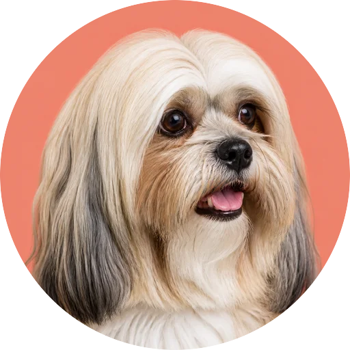 Retrato em ângulo três quartos de cachorro da raça Lhasa Apso em fundo coral