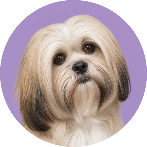 Retrato de cachorro da raça Lhasa Apso com leve inclinação da cabeça em fundo lilás
