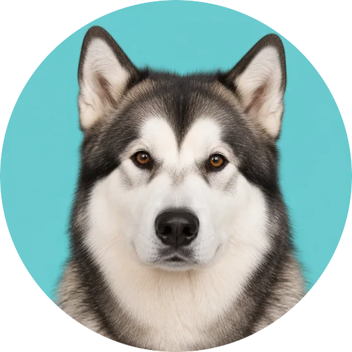 Retrato frontal de cachorro da raça Malamute do Alasca em fundo turquesa