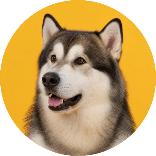 Retrato em ângulo três quartos de cachorro da raça Malamute do Alasca em fundo mostarda
