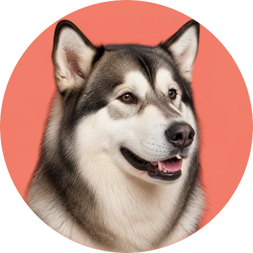 Retrato em ângulo três quartos de cachorro da raça Malamute do Alasca em fundo coral