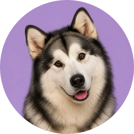 Retrato de cachorro da raça Malamute do Alasca com leve inclinação da cabeça em fundo lilás