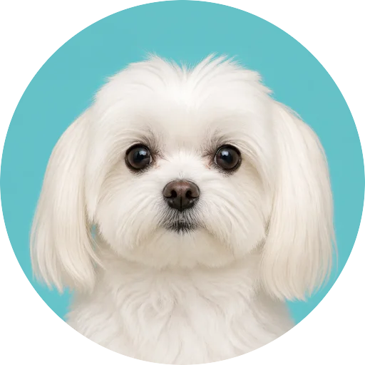 Retrato frontal de cachorro da raça Maltês em fundo turquesa
