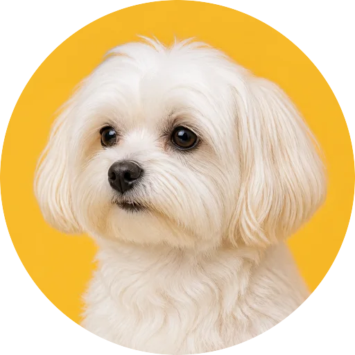 Retrato em ângulo três quartos de cachorro da raça Maltês em fundo mostarda