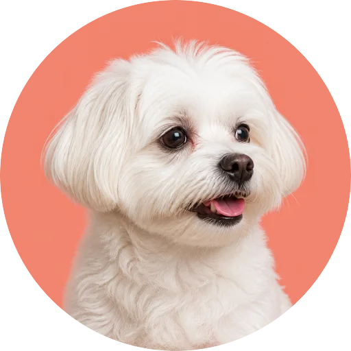 Retrato em ângulo três quartos de cachorro da raça Maltês em fundo coral