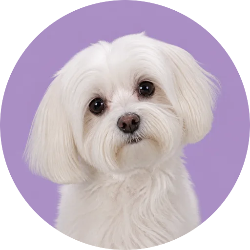 Retrato de cachorro da raça Maltês com leve inclinação da cabeça em fundo lilás