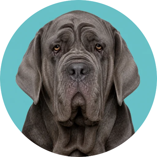 Retrato frontal de cachorro da raça Mastim Napolitano em fundo turquesa
