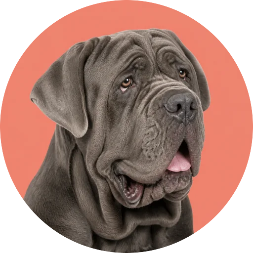 Retrato em ângulo três quartos de cachorro da raça Mastim Napolitano em fundo coral