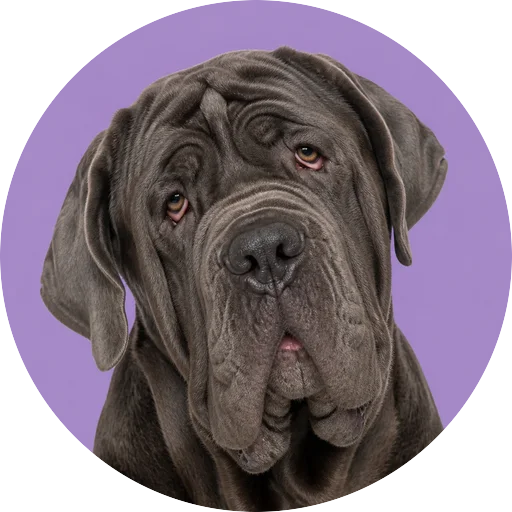 Retrato de cachorro da raça Mastim Napolitano com leve inclinação da cabeça em fundo lilás