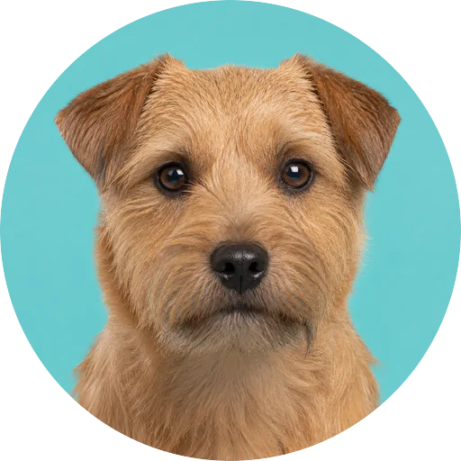 Retrato frontal de cachorro da raça Norfolk Terrier em fundo turquesa