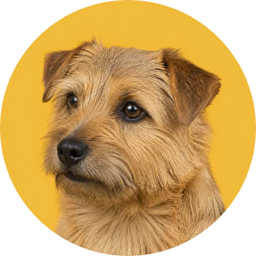 Retrato em ângulo três quartos de cachorro da raça Norfolk Terrier em fundo mostarda