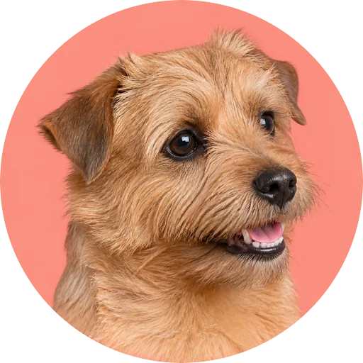 Retrato em ângulo três quartos de cachorro da raça Norfolk Terrier em fundo coral