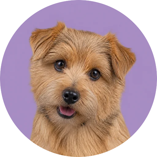 Retrato de cachorro da raça Norfolk Terrier com leve inclinação da cabeça em fundo lilás