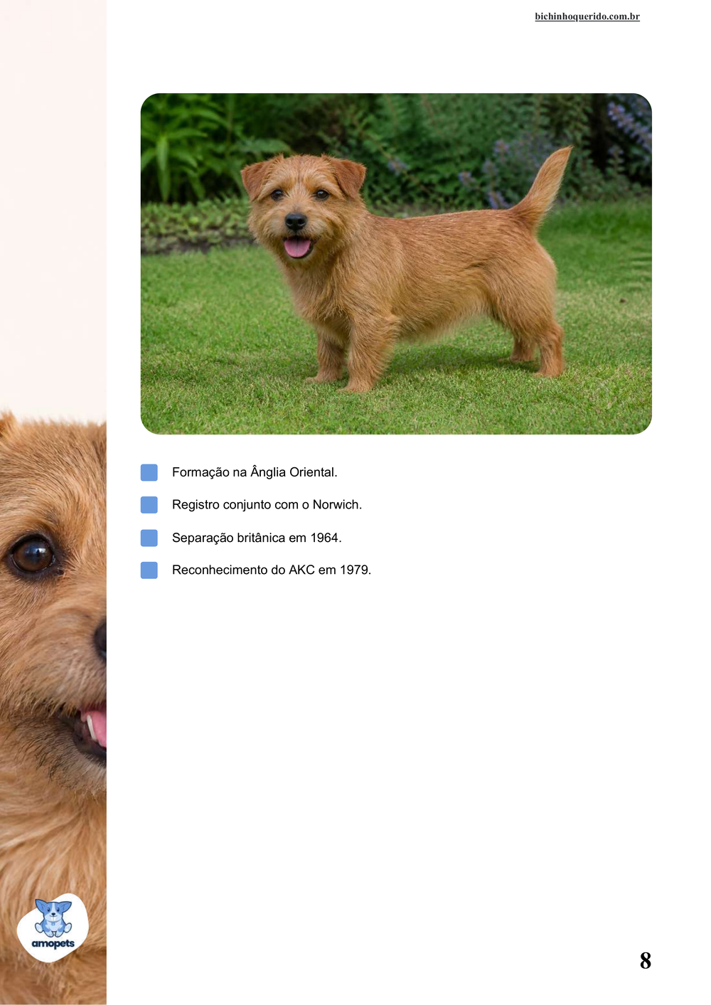 características do Norfolk Terrier no e-book Guia de Como Cuidar do Norfolk Terrier