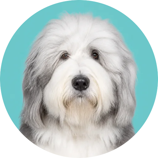 Retrato frontal de cachorro da raça Old English Sheepdog em fundo turquesa