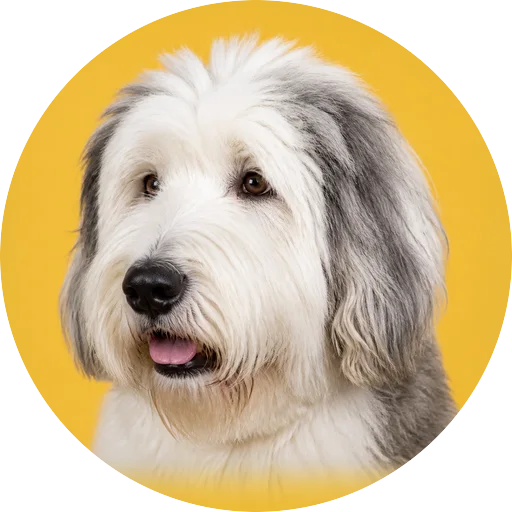 Retrato em ângulo três quartos de cachorro da raça Old English Sheepdog em fundo mostarda