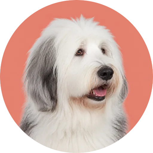 Retrato em ângulo três quartos de cachorro da raça Old English Sheepdog em fundo coral
